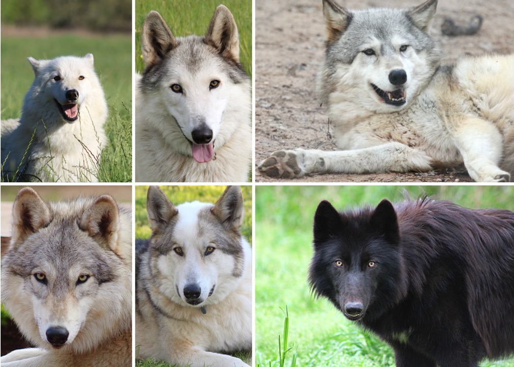 collage of photos of several of SFWS's animals